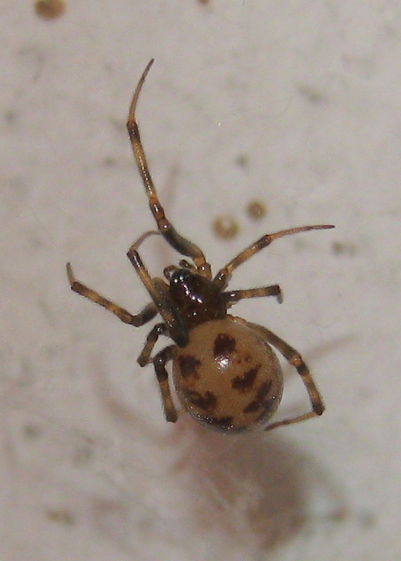 Zoropsis spiniminima con steatoda triangulosa